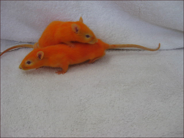 orange_rats.jpg